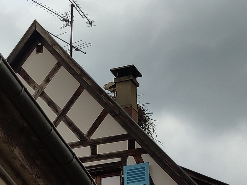 stork